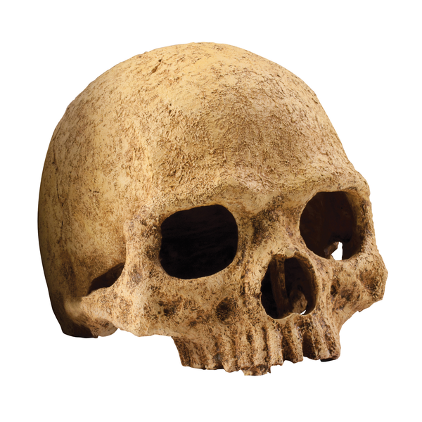 Afbeelding Exo Terra - Primate Skull door Petsplace.nl
