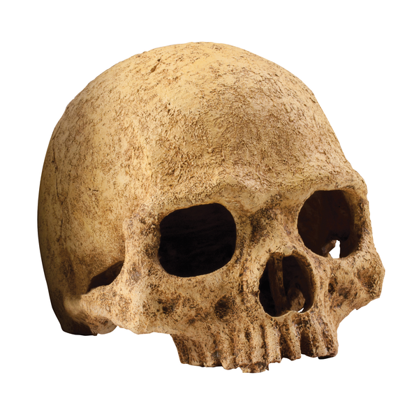 Exo Terra - Primate Skull