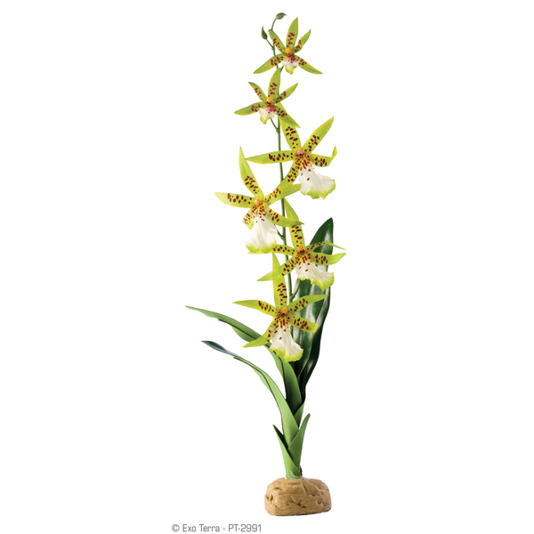 Afbeelding Exo Terra Rainforest Plant Spider Orchid - Kunstplanten - per stuk door Petsplace.nl