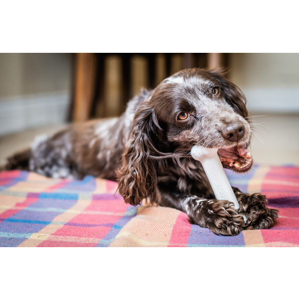 Afbeelding Nylabone Durachew Bone Wolf M - Hondenspeelgoed - Wit door Petsplace.nl