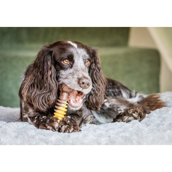 Afbeelding Nylabone Extreme Chew Textured Bone Beef & Cheese Kaas&Rund - Hondenspeelgoed - Xl door Petsplace.nl