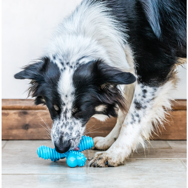 Afbeelding Nylabone Extreme Chew X Bone Rund - Hondenspeelgoed - Large Voor Honden Tot 23kg door Petsplace.nl