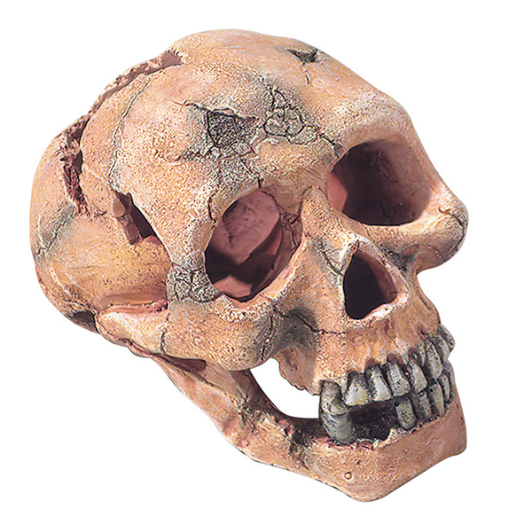 Europet decor schedel aap