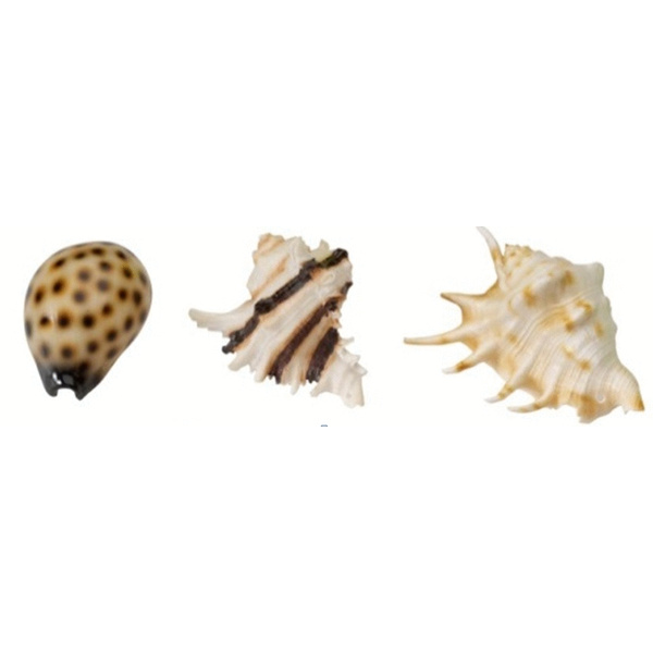 Afbeelding Europet Bernina Decor Zeeschelpen - Aquarium - Ornament - 8.5-10 cm Assorti door Petsplace.nl