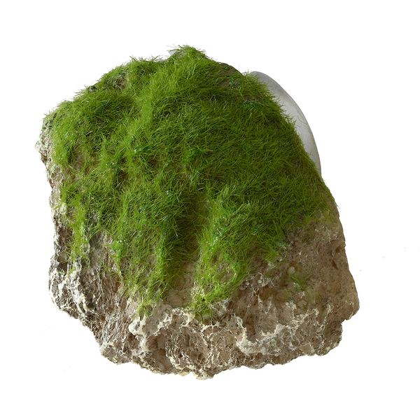 Aqua Della Decor Moss Stone Met Zuignap Small - Aquarium - Ornament - 12x9.5x10.5 cm