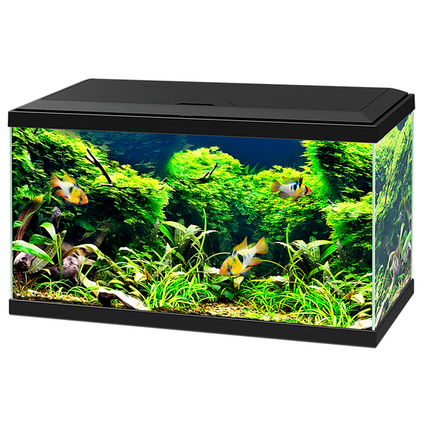 Ciano Aquarium 60 Led Cf80 60x30x41 cm - Aquaria - Zwart