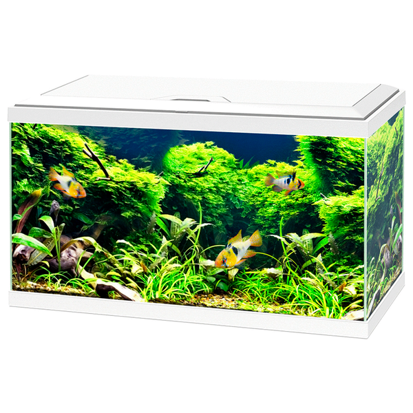 Ciano Aquarium 60 Led Cf80 60x30x41 cm - Aquaria - Wit