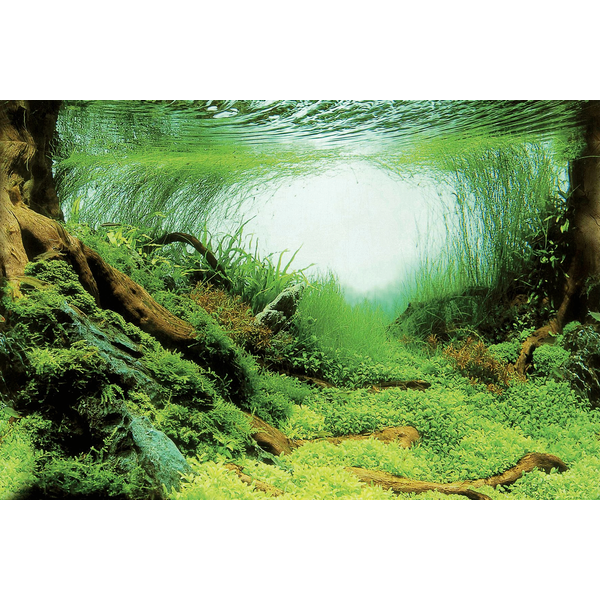 Afbeelding Superfish - Deco Poster C door Petsplace.nl