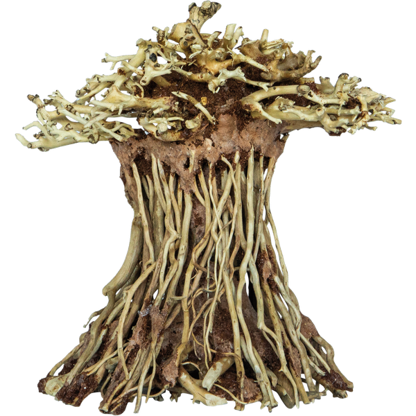 Afbeelding Superfish Bonsai Mushroom - Aquarium - Ornament - Small door Petsplace.nl